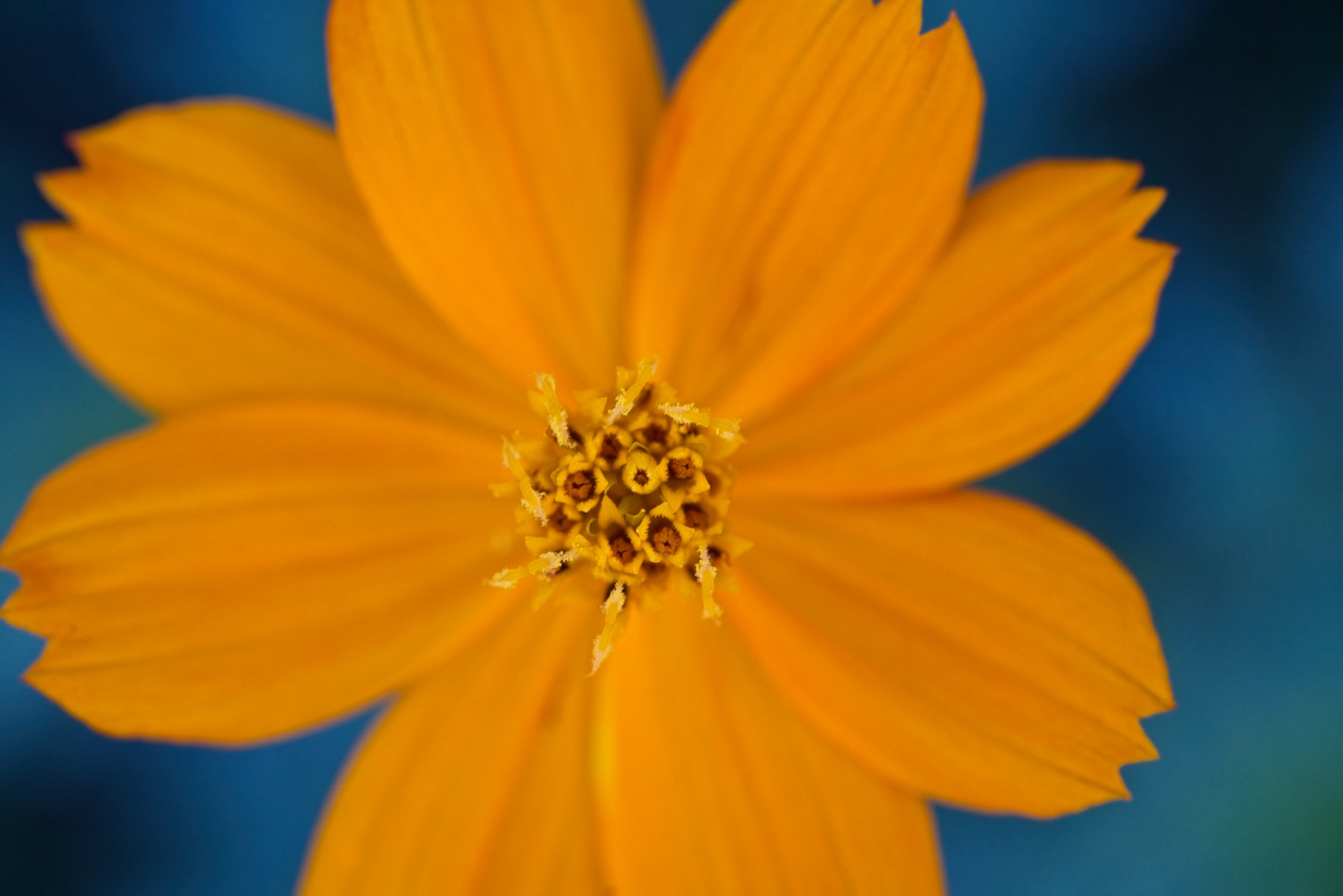 cosmos bright lights flower